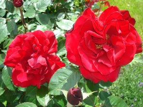 Rose rot, 赤色 ローズ