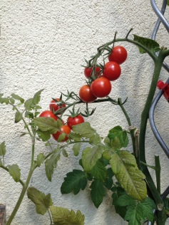 Tomaten トマト