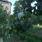 ディスカウ公園とディスカウ城のリンゴ木