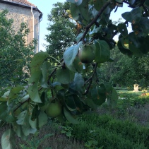 ディスカウ公園とディスカウ城のリンゴ木